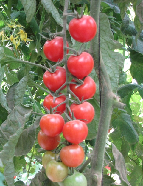 Cocktail Cherry tomato 853-431 p1